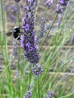Happy Pollinator Week! 